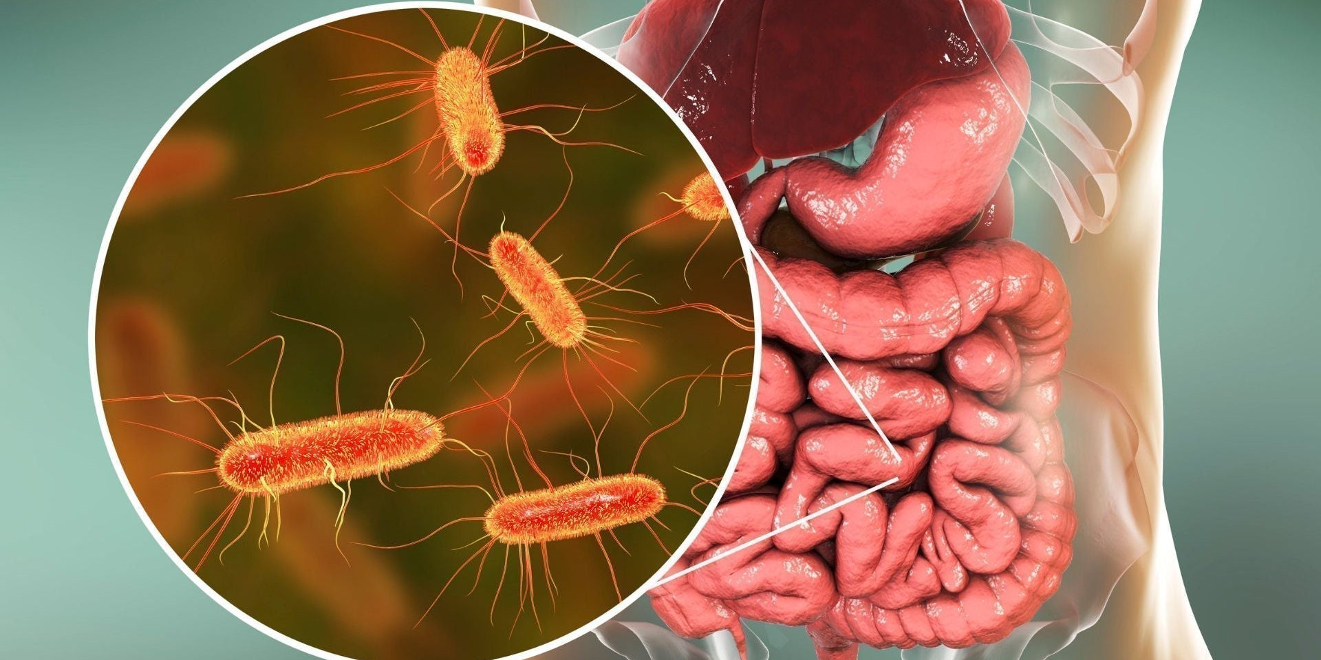 Darmgesundheit & Hormone: Warum dein Mikrobiom entscheidend ist - Zusammenhang zwischen Darmflora und Hormonen sowie Tipps für eine gesunde Verdauung.