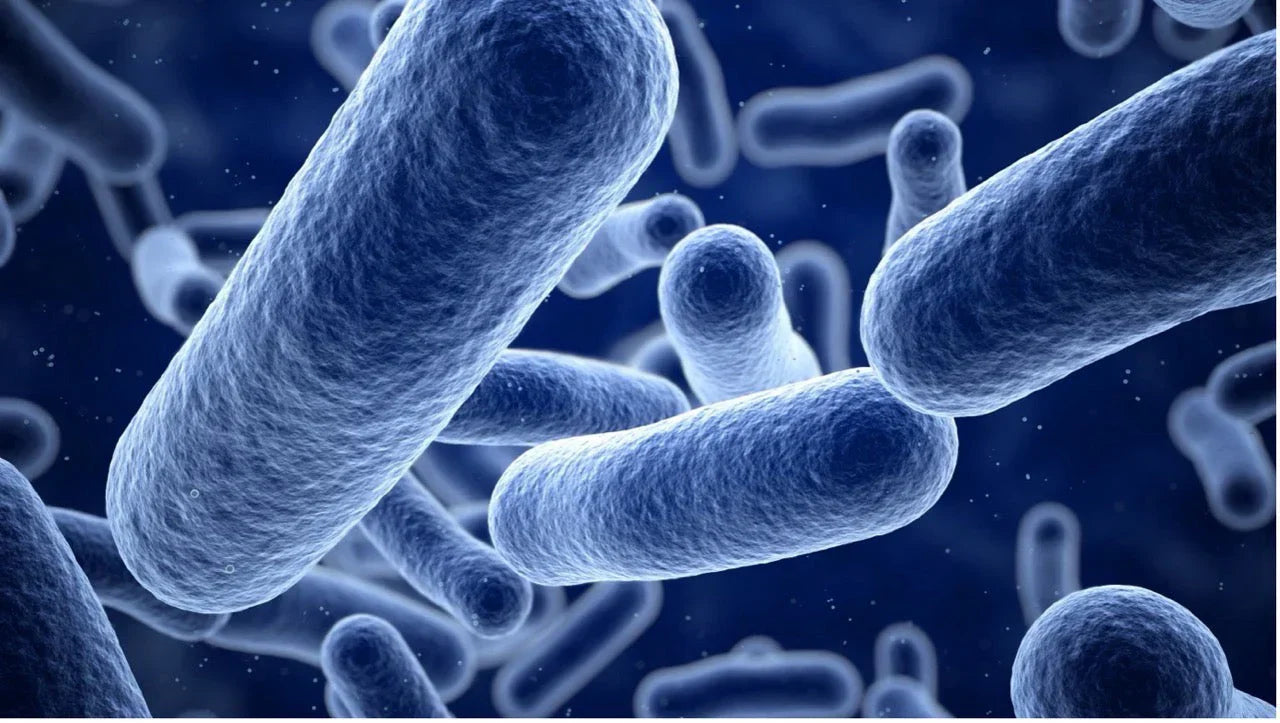 Lactobacillus acidophilus