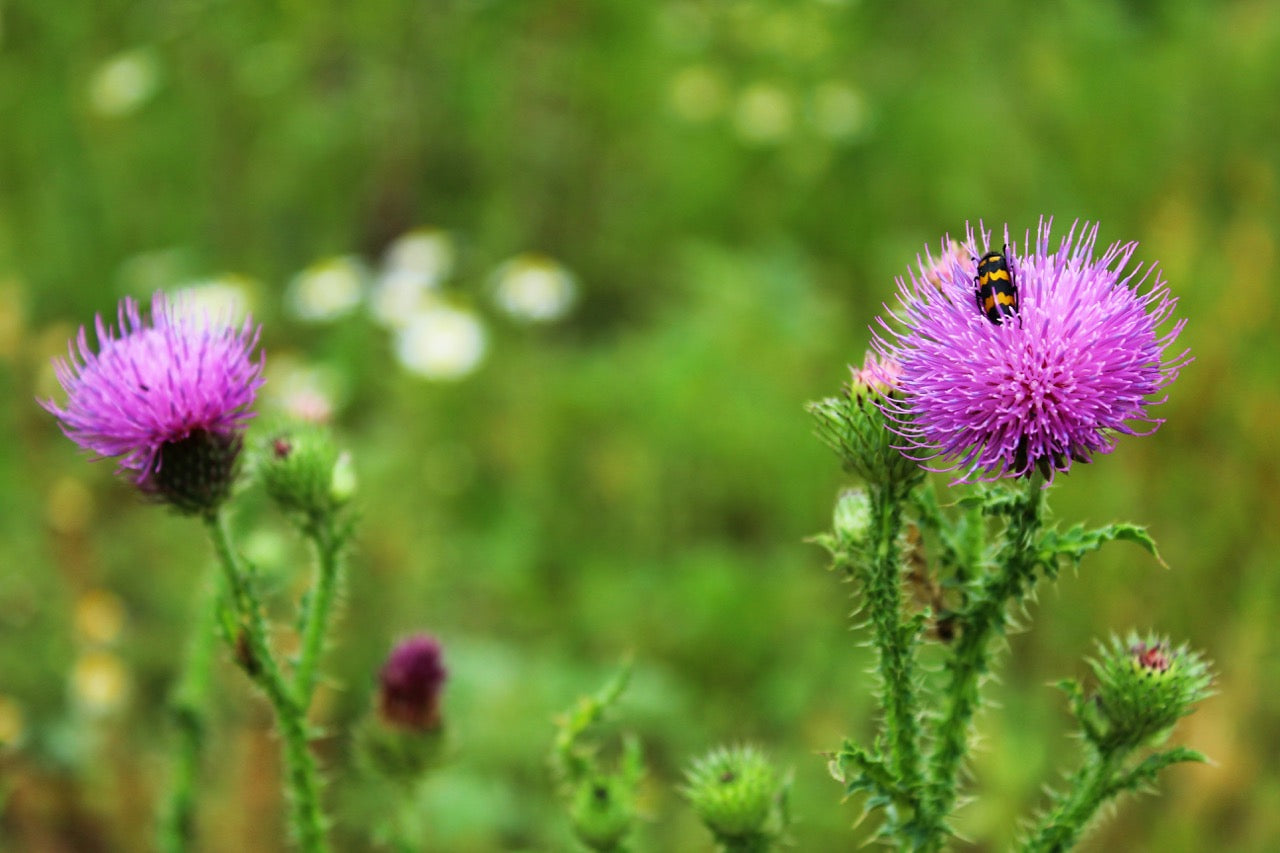 Mariendistel Extrakt