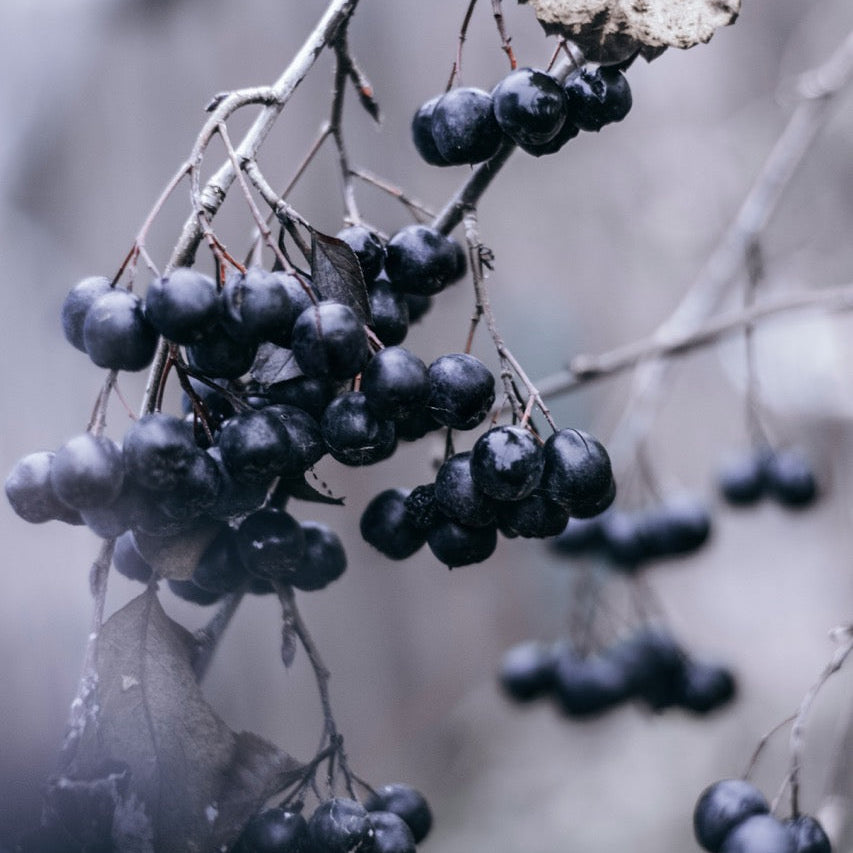 Açai