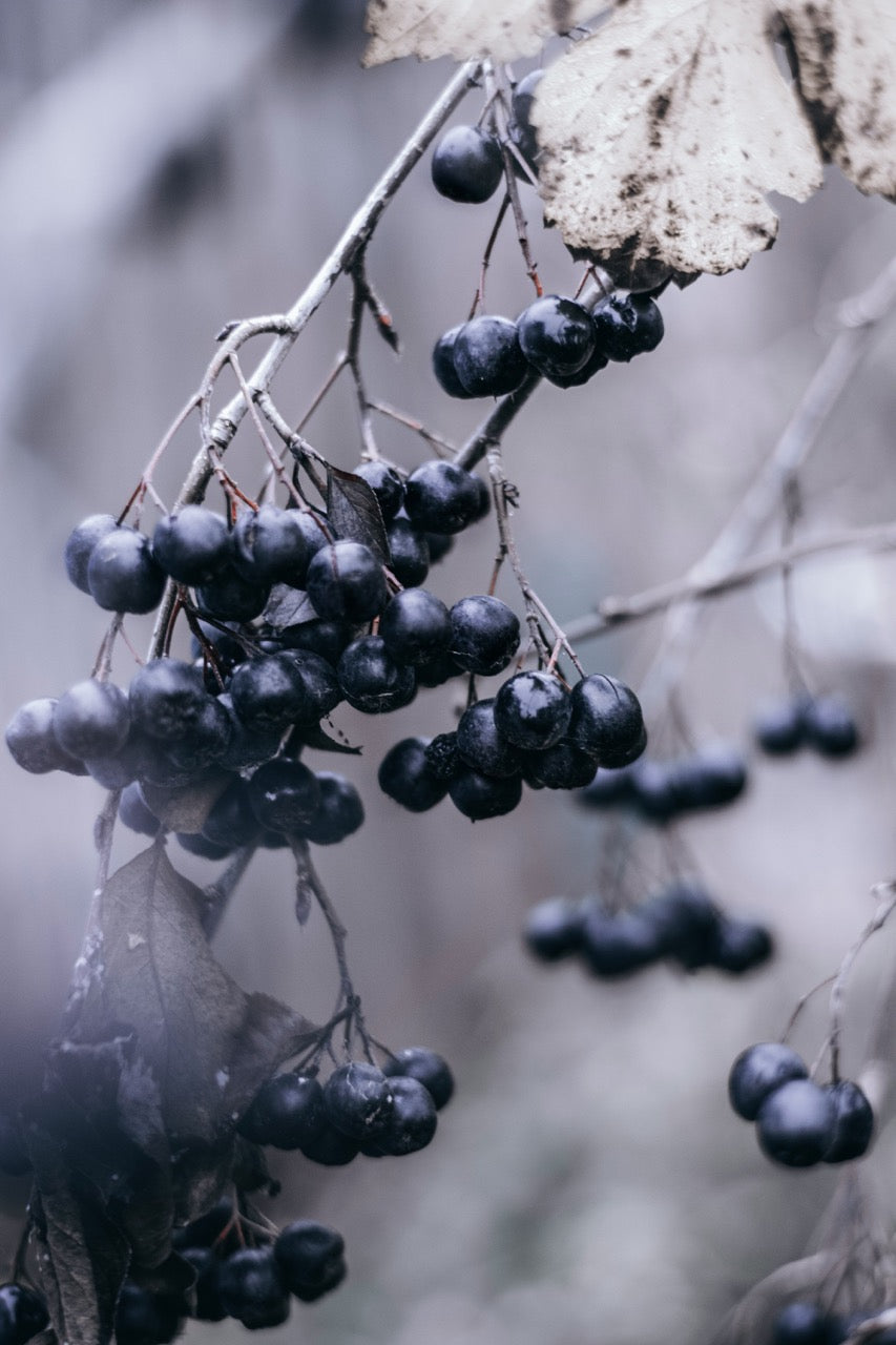 Açai