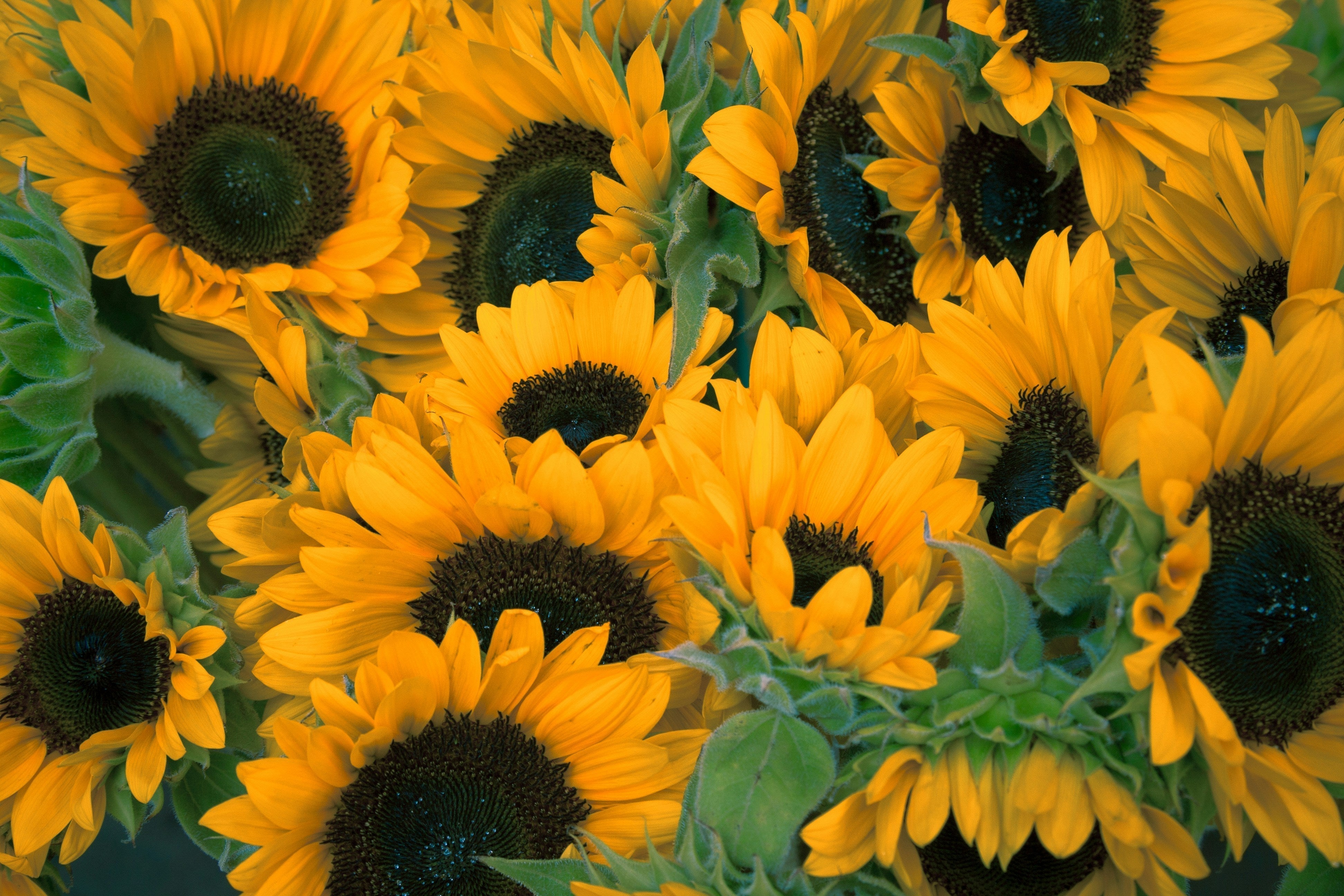 Sonnenblumenlecithin