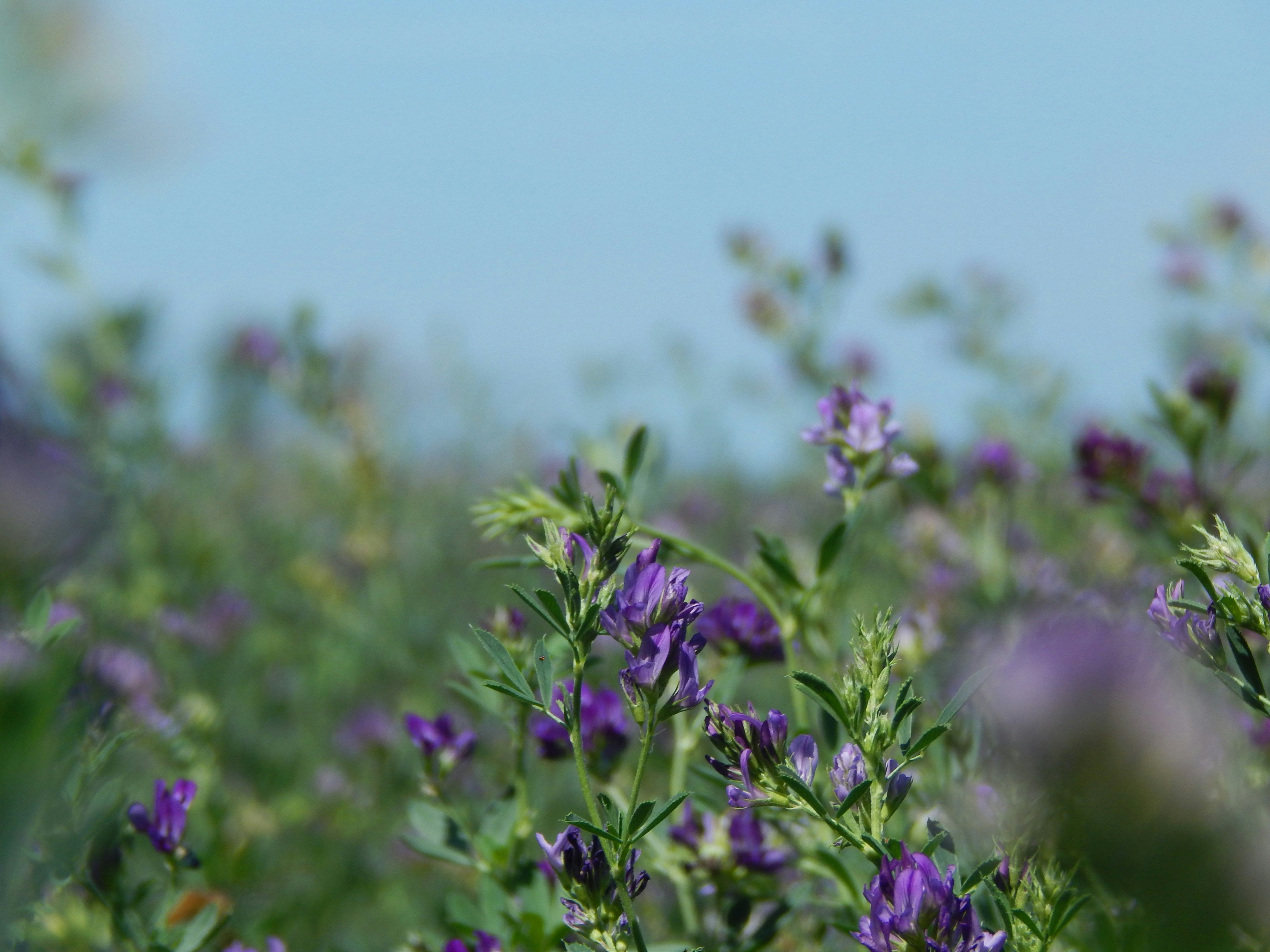 Alfalfa